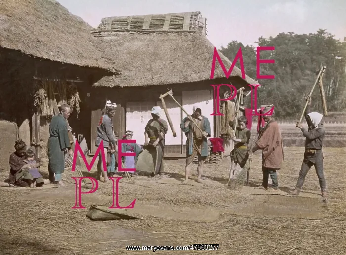  : Threshing rice, Japan