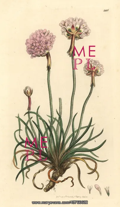 : Thrift, Armeria maritima : Thrift, Armeria maritima