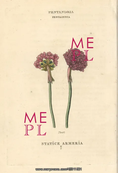 : Thrift, Armeria maritima : Thrift, Armeria maritima