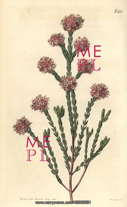: Thrift flowered heath, Erica rubella : Thrift flowered heath, Erica rubella