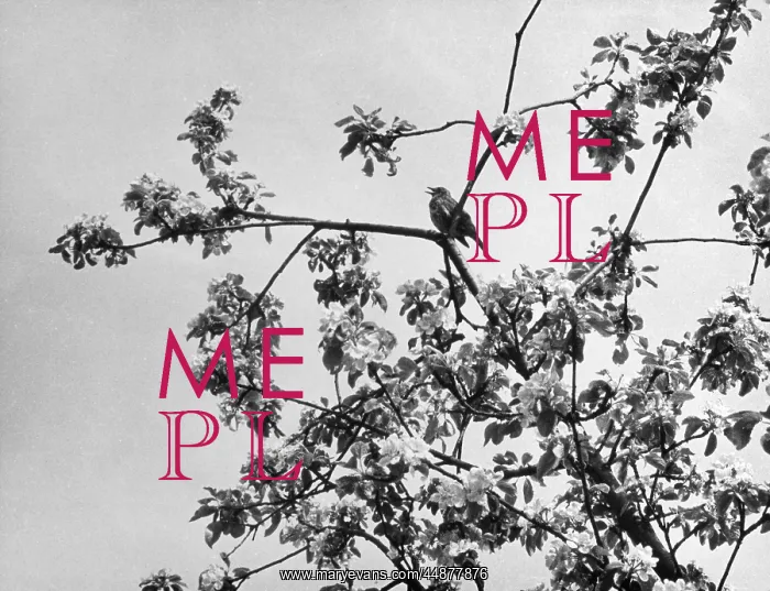  : THRUSH IN AN APPLE TREE