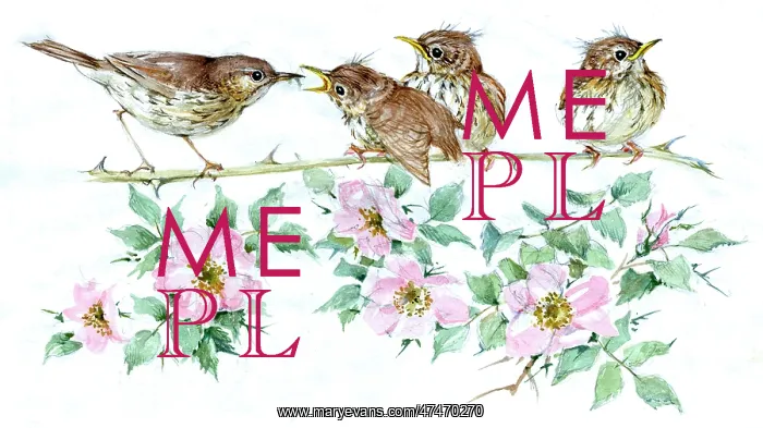 : Thrush feeding young on wild roses : Thrush feeding young on wild roses