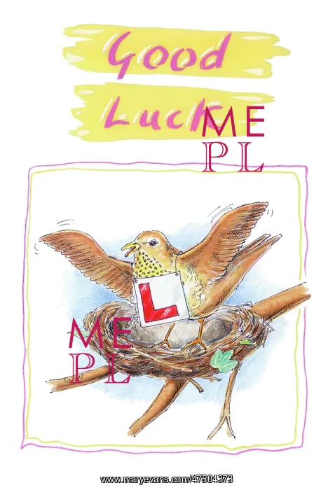 : Thrush with an L plate standing on nest : Thrush with an L plate standing on nest