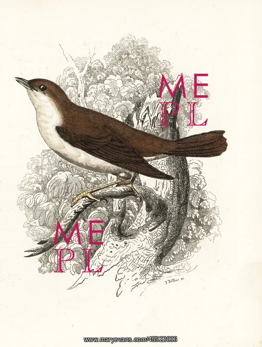 : Thrush nightingale, Luscinia luscinia : Thrush nightingale, Luscinia luscinia