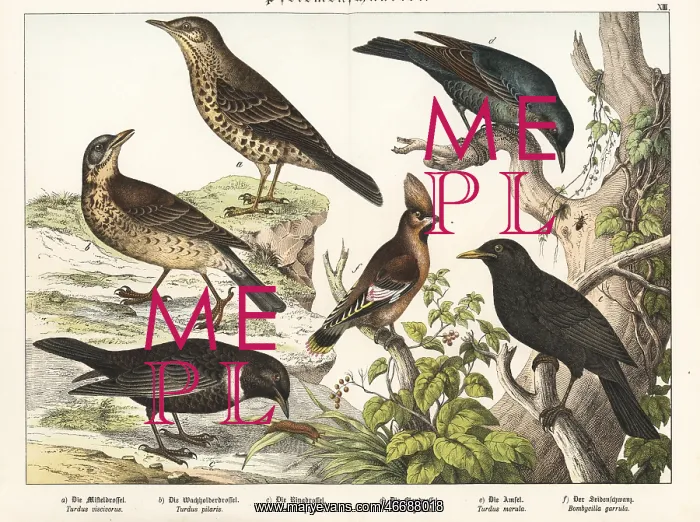 : Thrushes, blackbird and Bohemian waxwing : Thrushes, blackbird and Bohemian waxwing