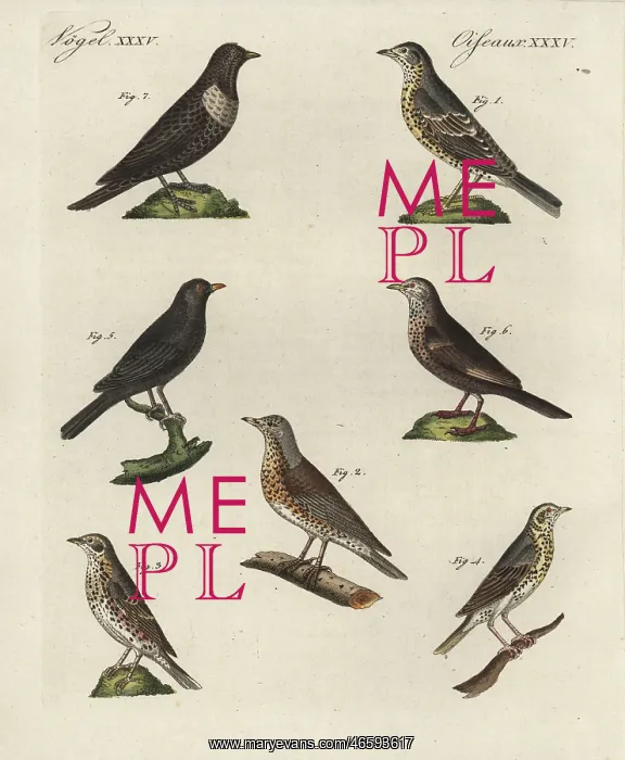  : Thrushes, blackbird and ring ouzel