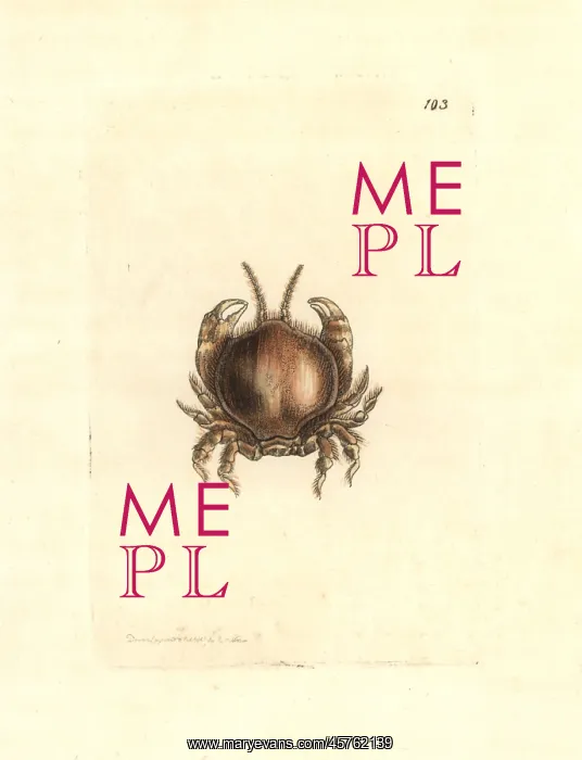 : Thumbnail crab, Thia scutellata