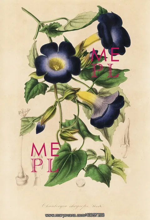 : Thunbergia chrysops : Thunbergia chrysops