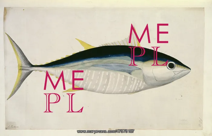 : Thunnus albercares, yellowfin tuna : Thunnus albercares, yellowfin tuna