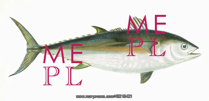 : Thunnus thynnus, or Atlantic bluefin tuna : Thunnus thynnus, or Atlantic bluefin tuna