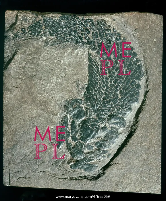 : Thursius pholidotus, fossil fish : Thursius pholidotus, fossil fish