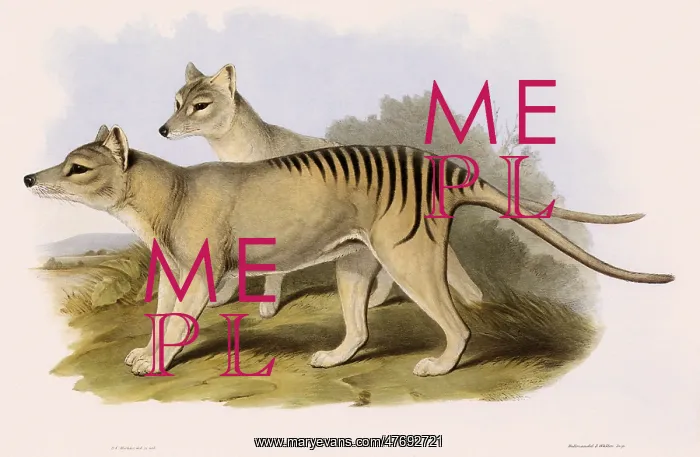  : Thylacine