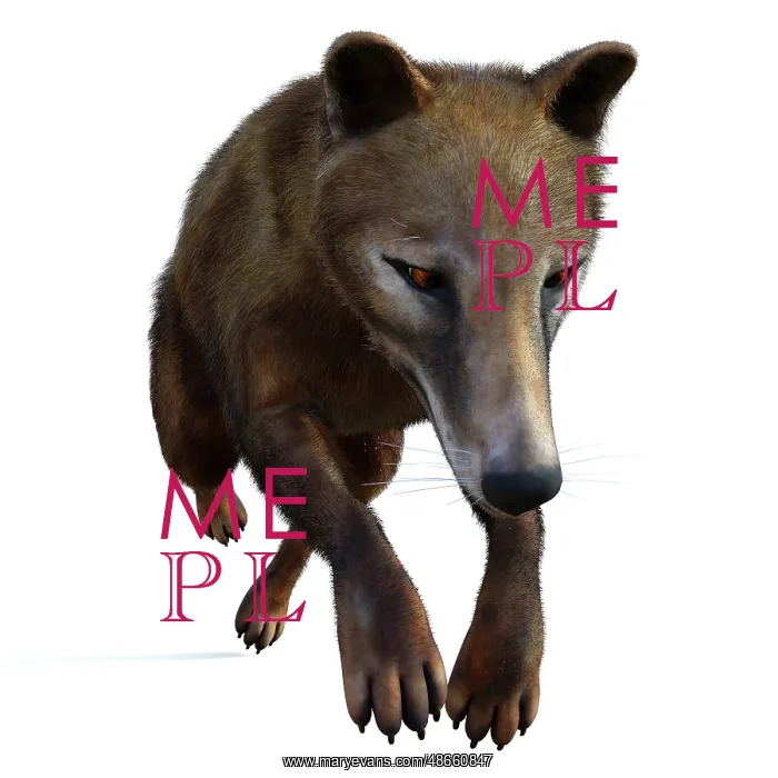 : Thylacine marsupial leaping, front view : Thylacine marsupial leaping, front view
