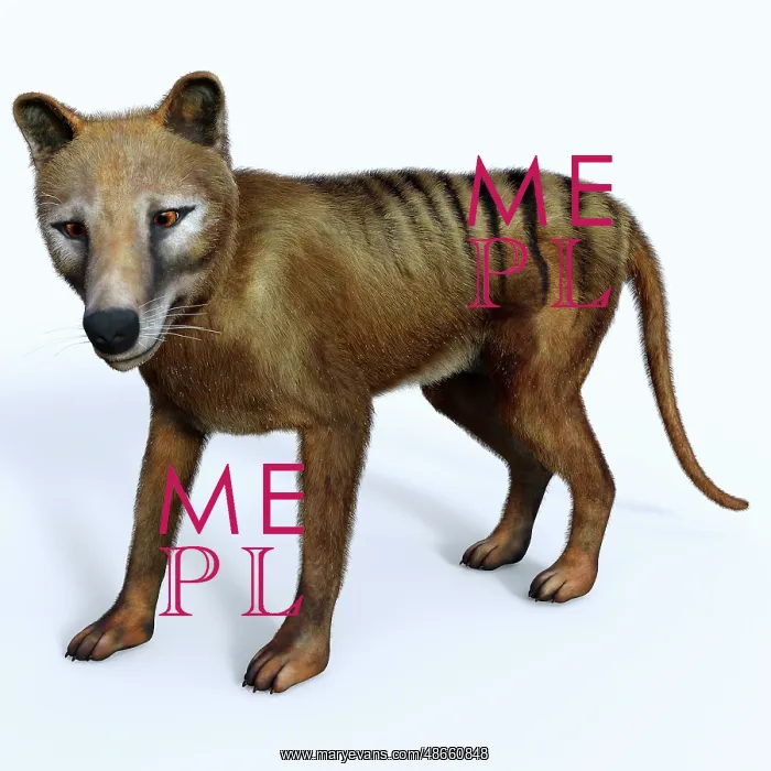 : Thylacine marsupial, side profile : Thylacine marsupial, side profile