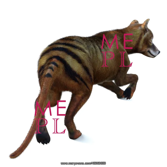 : Thylacine marsupial, rear view : Thylacine marsupial, rear view