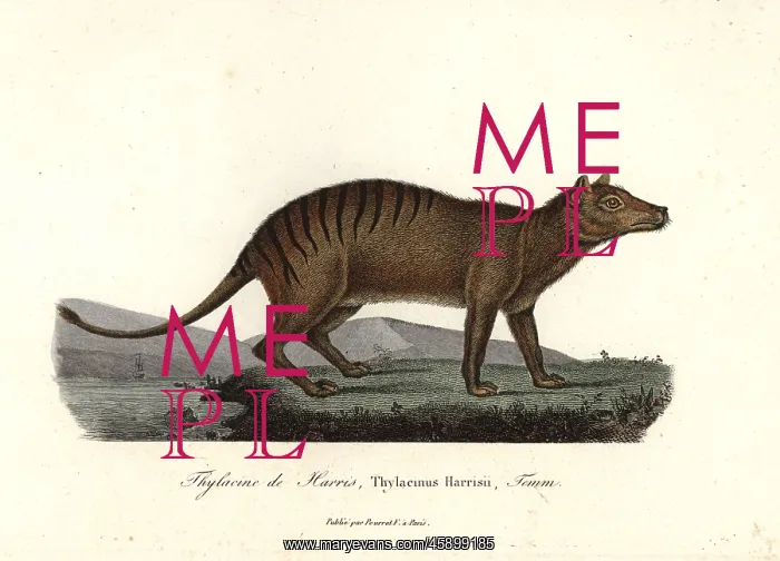 : Thylacine, Thylacinus cynocephalus. Extinct : Thylacine, Thylacinus cynocephalus. Extinct