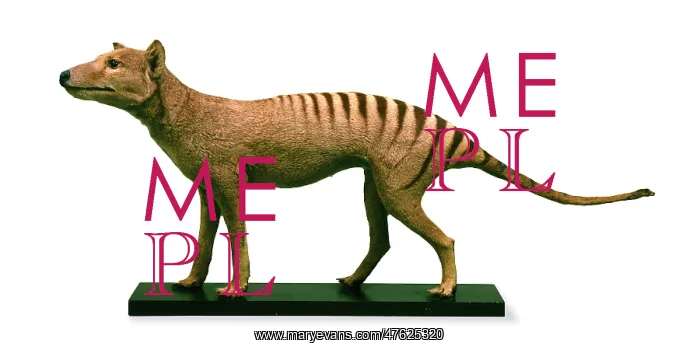 : Thylacinus cynocephalus, thylacine : Thylacinus cynocephalus, thylacine