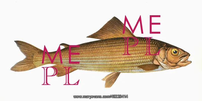 : Thymallus thymallus, or Grayling : Thymallus thymallus, or Grayling