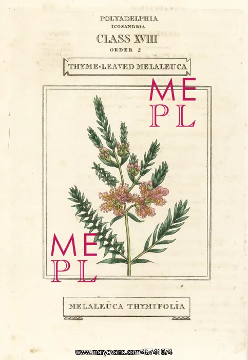 : Thyme honey-myrtle, Melaleuca thymifolia : Thyme honey-myrtle, Melaleuca thymifolia