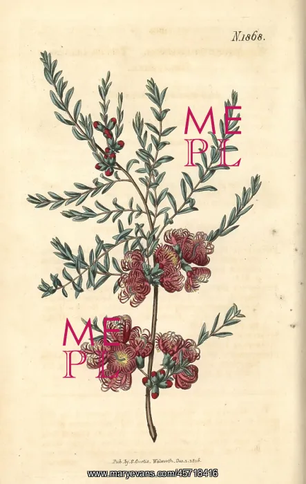 : Thyme-leaved melaleuca, Melaleuca thymifolia : Thyme-leaved melaleuca, Melaleuca thymifolia