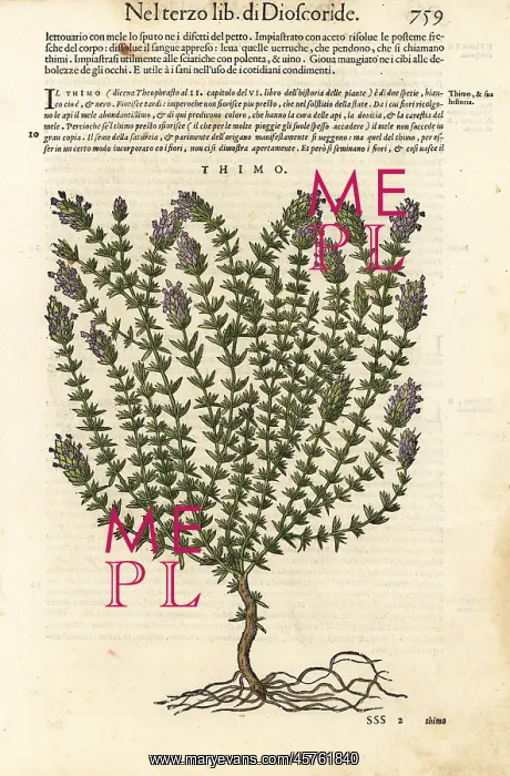 : Thyme, Thymus vulgaris : Thyme, Thymus vulgaris