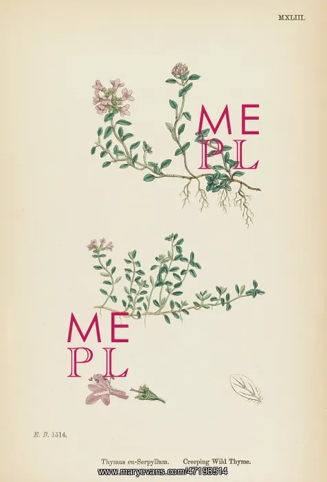  : THYMUS EU-SERPYLLUM