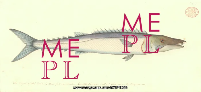 : Thyrsites atun, barracuda : Thyrsites atun, barracuda