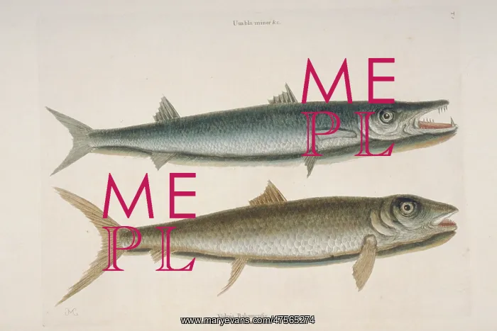 : Thyrsites atun, barracuda & Albula vulpes, vulpis : Thyrsites atun, barracuda & Albula vulpes, vulpis