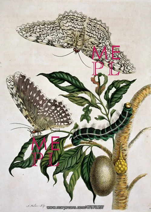 : Thysania agrippina, white witch : Thysania agrippina, white witch