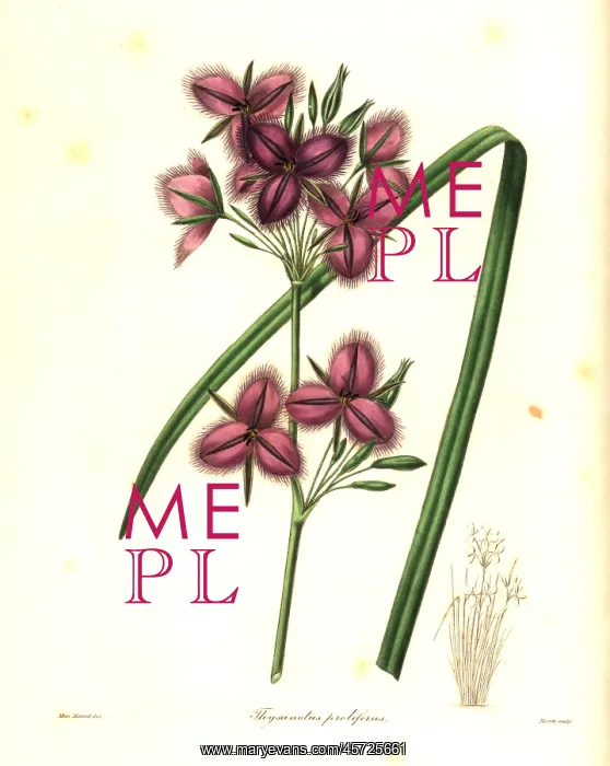 : Thysanotus multiflorus : Thysanotus multiflorus