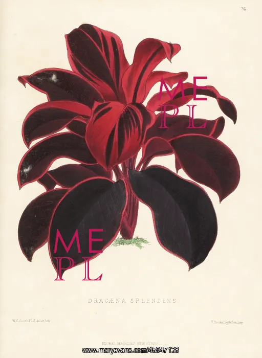 : Ti plant, palm lily, cabbage palm, Cordyline fruticosa : Ti plant, palm lily, cabbage palm, Cordyline fruticosa