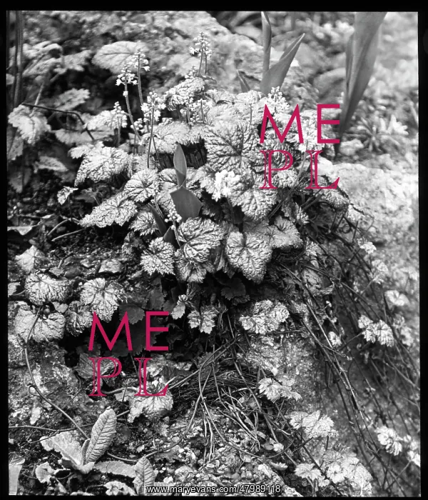 : Tiarella Cordifolia (Foamflower) : Tiarella Cordifolia (Foamflower)