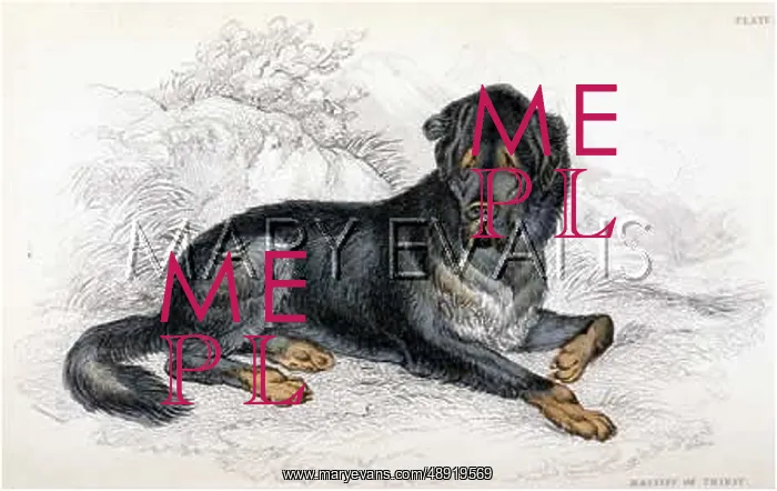 : TIBETAN MASTIFF : TIBETAN MASTIFF