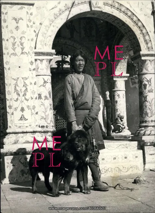 : Tibetan mastiffs with Sherpa keeper in Nepal : Tibetan mastiffs with Sherpa keeper in Nepal