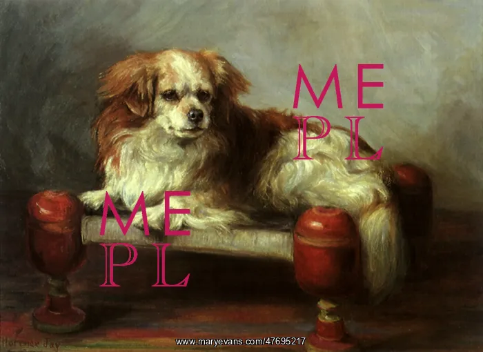  : Tibetan Spaniel