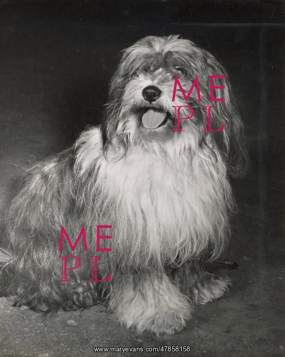  : Tibetan Terrier