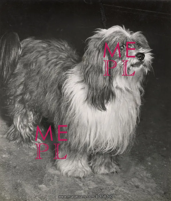  : Tibetan Terrier