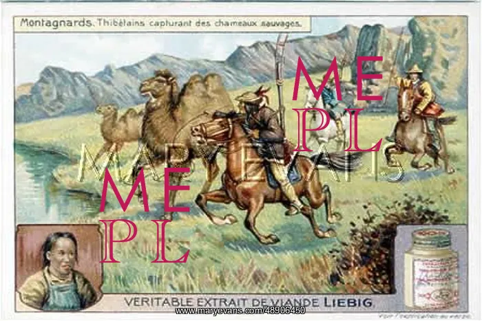 : TIBETANS HUNT CAMELS : TIBETANS HUNT CAMELS