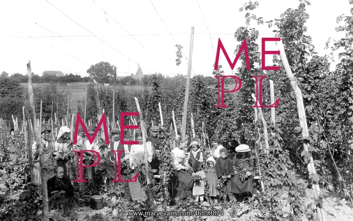  : Ticehurst, Hop Pickers 1907