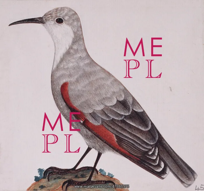 : Tichodroma muraria, wallcreeper : Tichodroma muraria, wallcreeper