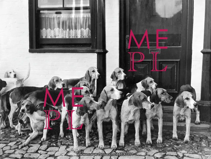 : TICKHAM FOXHOUNDS : TICKHAM FOXHOUNDS