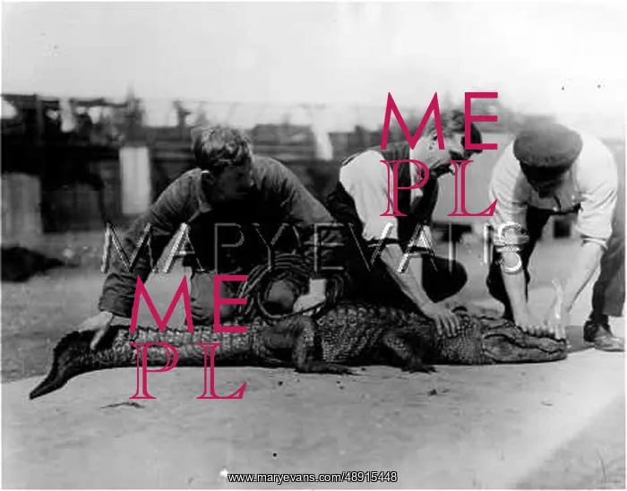 : TICKLING AN ALLIGATOR! : TICKLING AN ALLIGATOR!