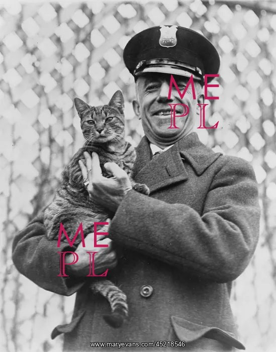 : Tige, the White House cat and pet of First ? : Tige, the White House cat and pet of First ?