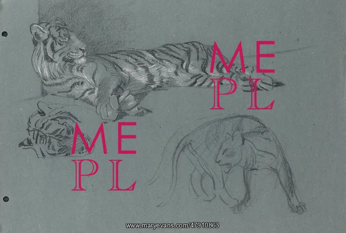 : A Tiger. Pastel study of a Tiger and a sketch of another big cat : A Tiger. Pastel study of a Tiger and a sketch of another big cat