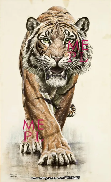 : A Tiger approaches : A Tiger approaches