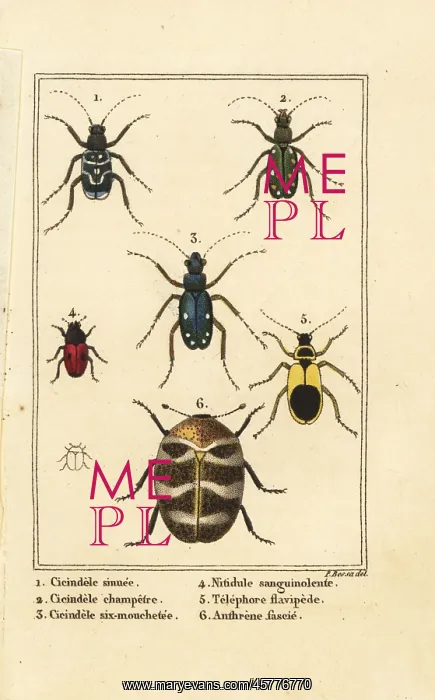 : Tiger beetles, varied carpet beetle, etc : Tiger beetles, varied carpet beetle, etc
