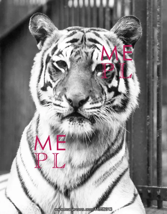  : TIGER CLOSE-UP