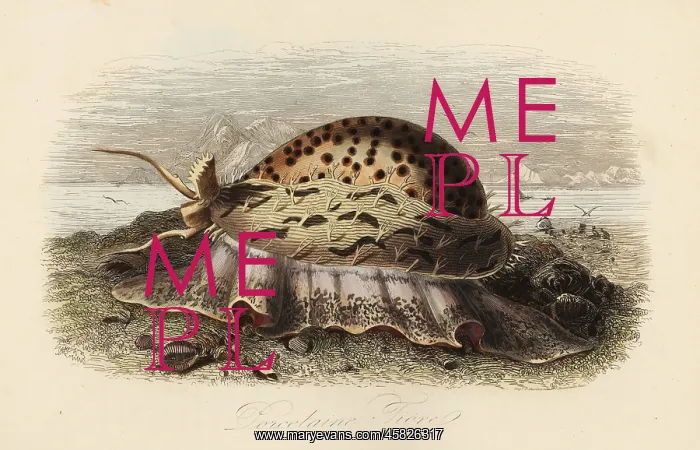 : Tiger cowrie, Cypraea tigris : Tiger cowrie, Cypraea tigris