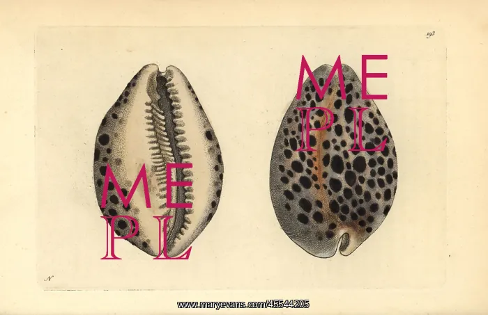 : Tiger cowry shell, Cypraea tigris : Tiger cowry shell, Cypraea tigris