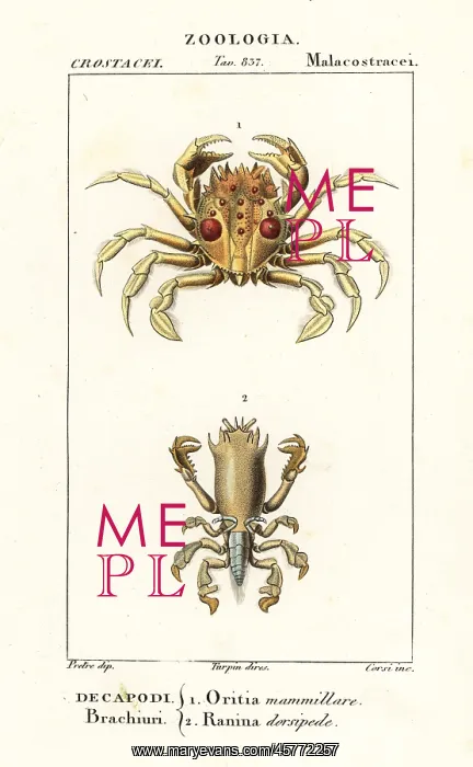 : Tiger crab and frog crab : Tiger crab and frog crab